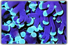 Frogspawn